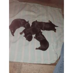 Chihuahua pups