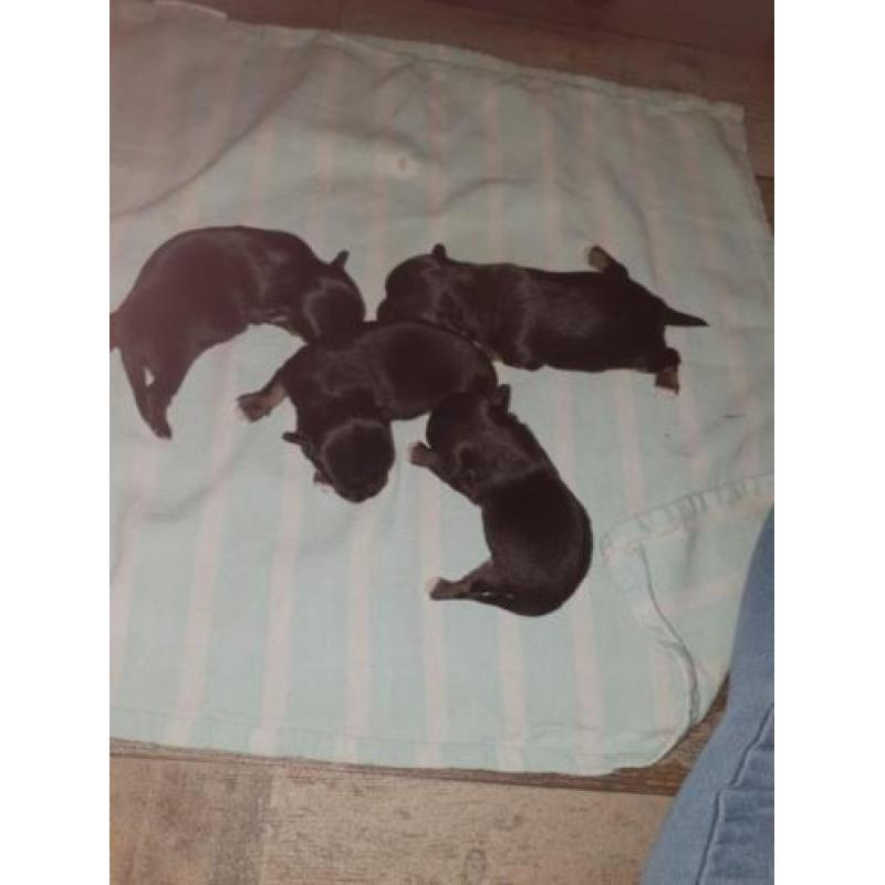 Chihuahua pups