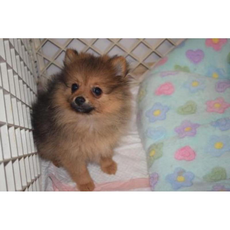 teefje dwergkees pomeranian pomeriaan