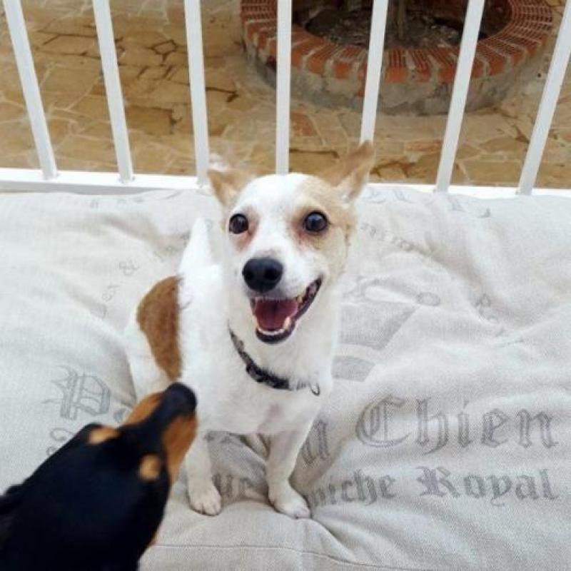 Pepper is een vrolijk, sociaal knuffelkontje