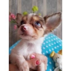 Super mooie chihuahua