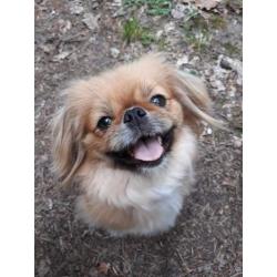 Pekingees