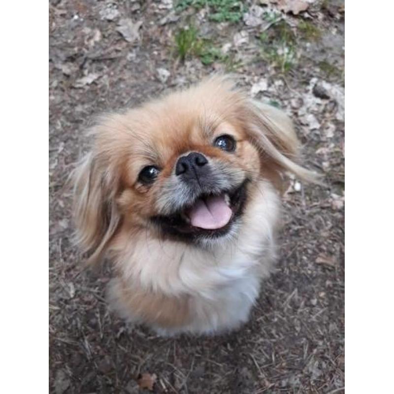 Pekingees