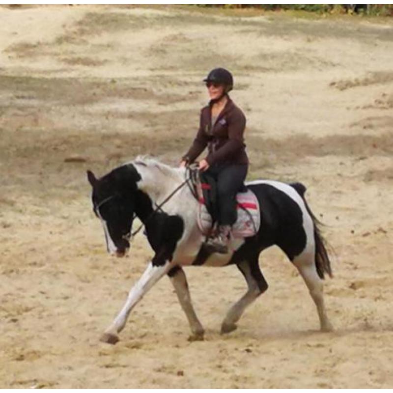 Goedgekeurde Knappe Paint en Super Braaf Bont Rijpaard