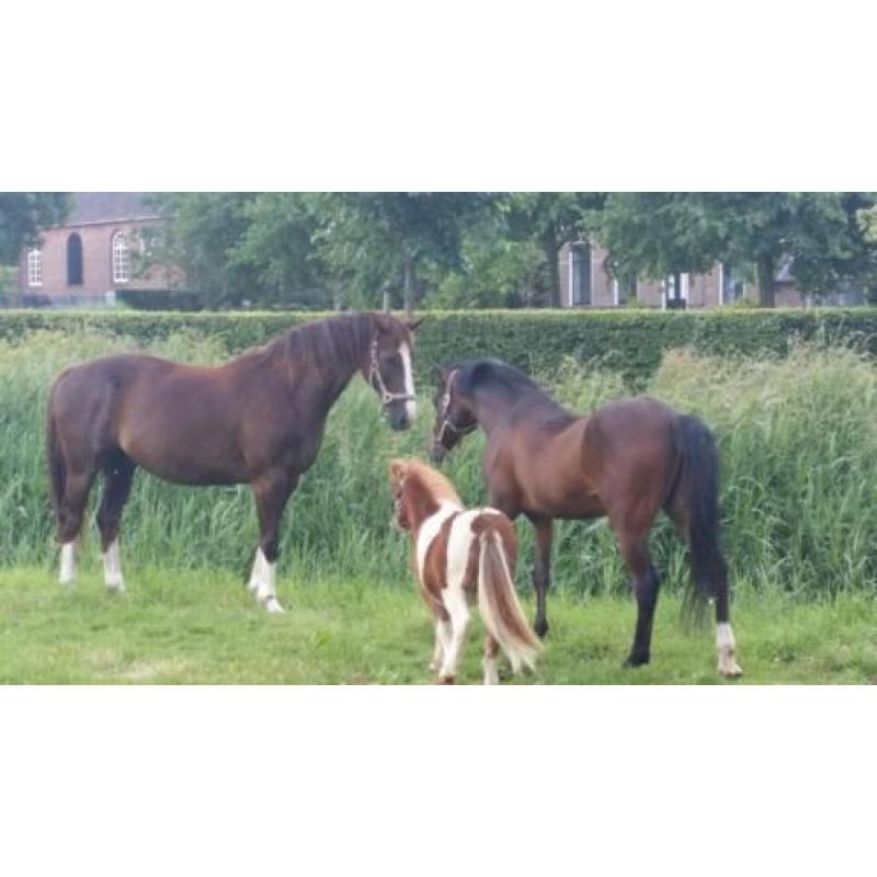 Enthousiaste lieve ruin