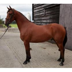 3 jarige ruin, met top afstamming