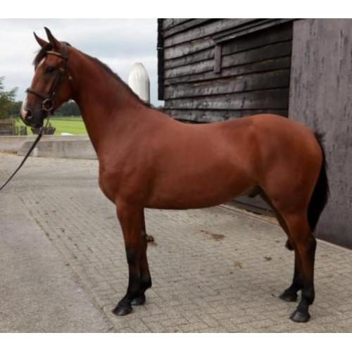 3 jarige ruin, met top afstamming