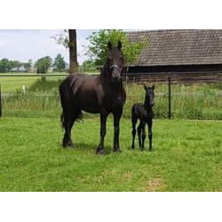 Merrie, veulen en geboorte begeleiding