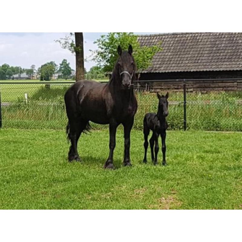 Merrie, veulen en geboorte begeleiding
