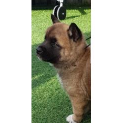 Akita pups