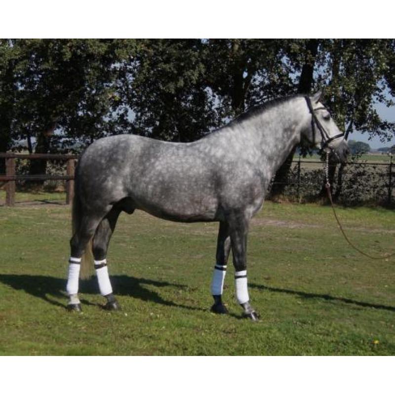 Speciale pre/andalusier hengst