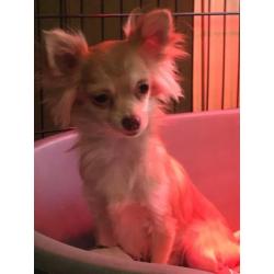 Chihuahua puber pups ze zijn tussen de 6.maanden 1.jaar