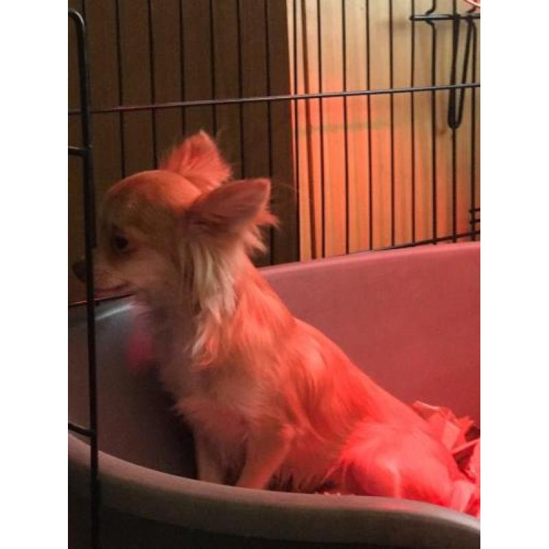Chihuahua puber pups ze zijn tussen de 6.maanden 1.jaar