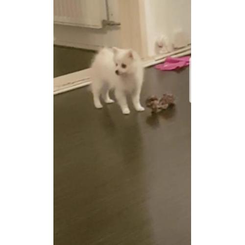 Pomeriaan/Dwergkees pups