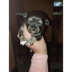 Chihuahua pups