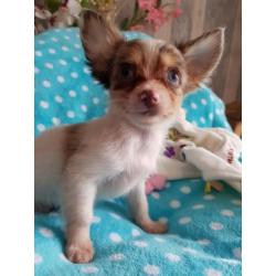 Super mooie chihuahua