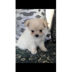 Pomeranian x pups. Supermooi en lief!
