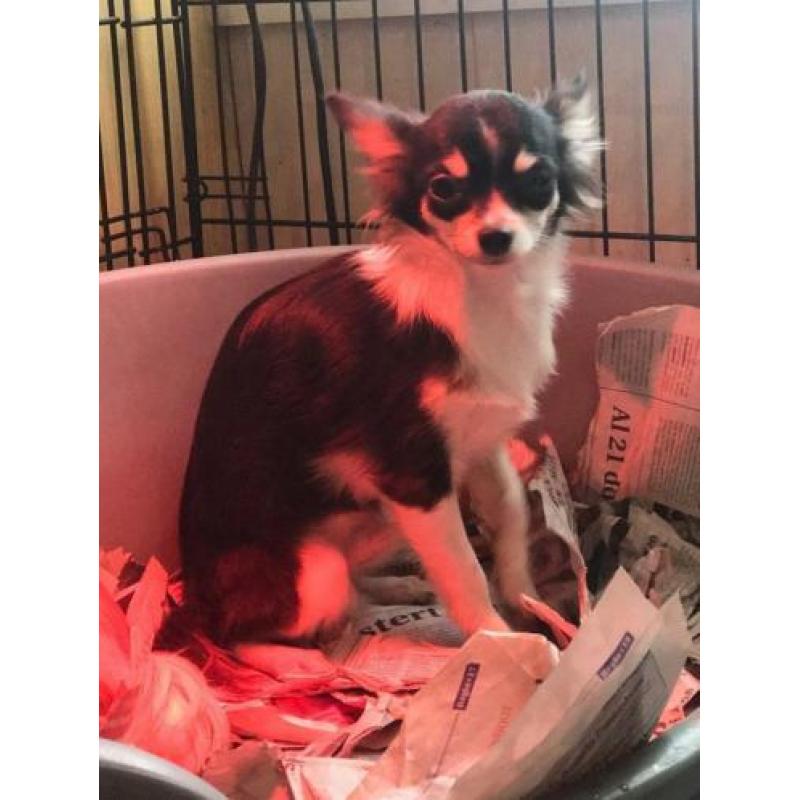 Chihuahua puber pups ze zijn tussen de 6.maanden 1.jaar