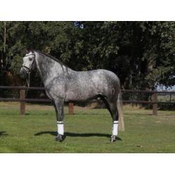 Speciale pre/andalusier hengst