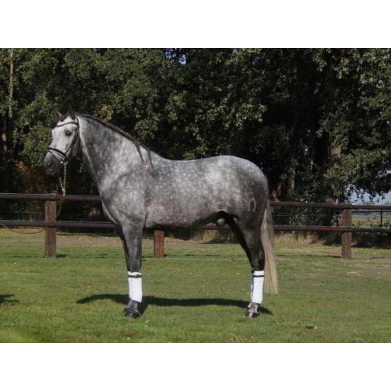 Speciale pre/andalusier hengst