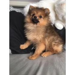 teefje dwergkees pomeranian pomeriaan
