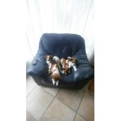 Mooie lieve kooiker pups