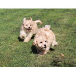 boomer pups