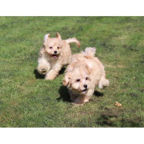 boomer pups