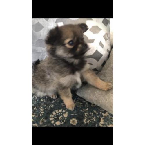 Pomeranian x pups. Supermooi en lief!