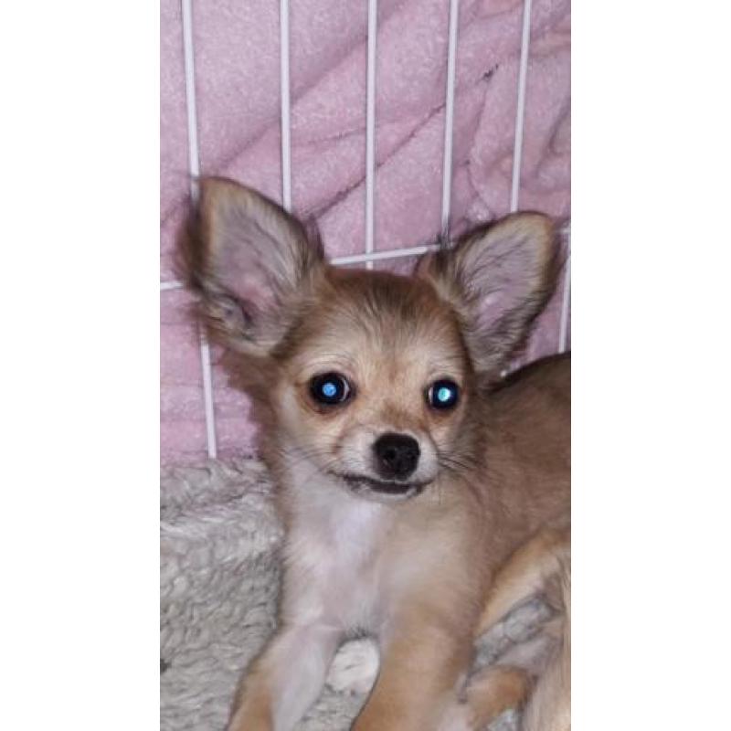 Tk mooi langhaar chihuahua pup teefje