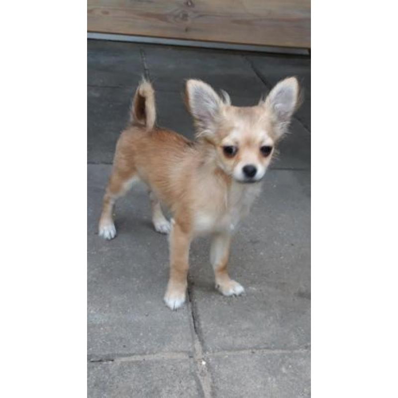 Tk mooi langhaar chihuahua pup teefje