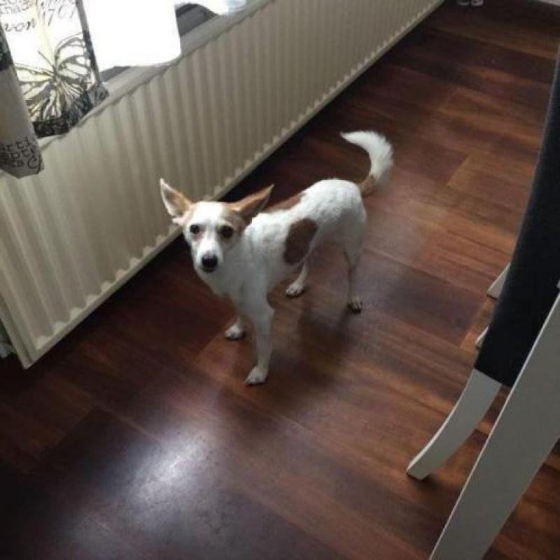 Pepper is een vrolijk, sociaal knuffelkontje