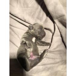 Chihuahua pups