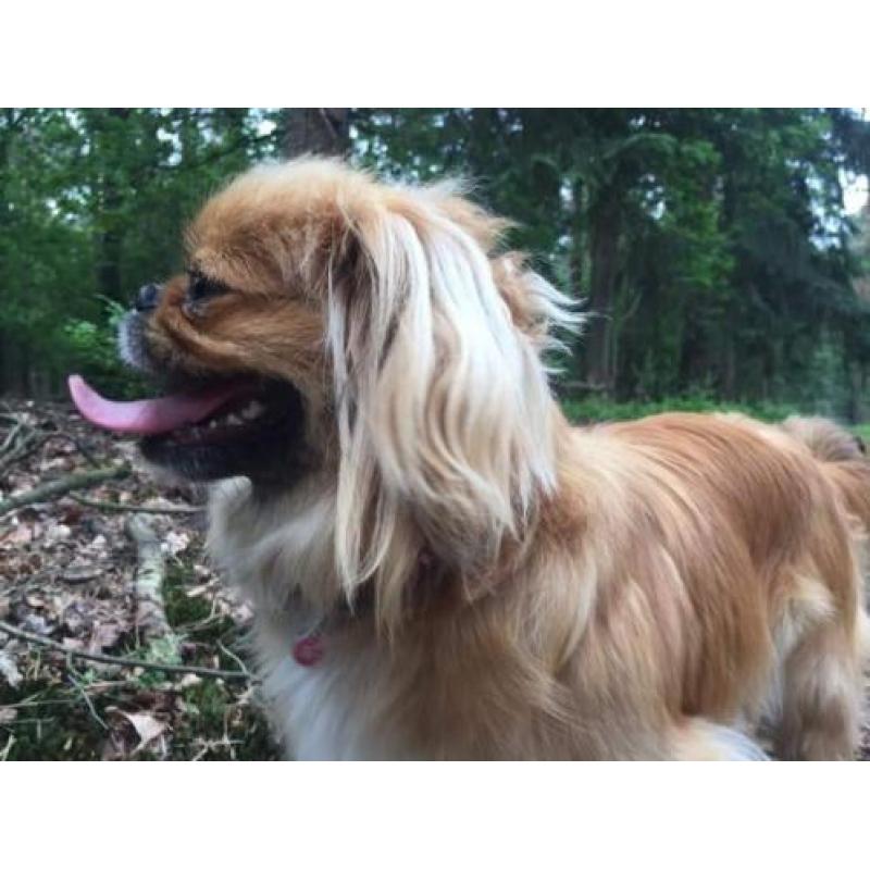 Pekingees