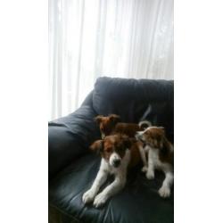 Mooie lieve kooiker pups