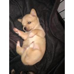 Chihuahua pups