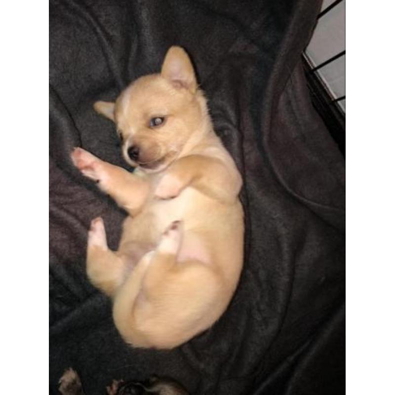 Chihuahua pups