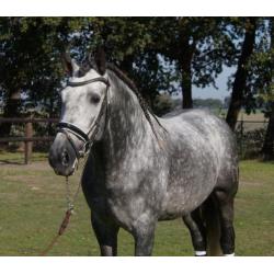 Speciale pre/andalusier hengst
