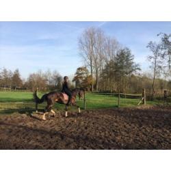Dressuur recreatie fokmerrie