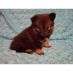 Zeer mooie schattig sociale Pomeriaan Dwergkees pups