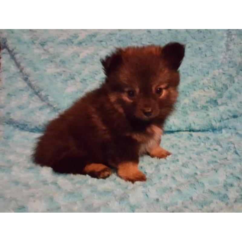 Zeer mooie schattig sociale Pomeriaan Dwergkees pups