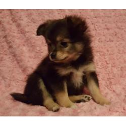 Zeer mooie schattig sociale Pomeriaan Dwergkees pups