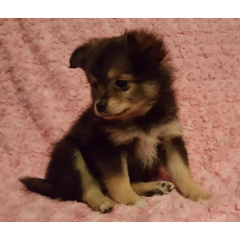 Zeer mooie schattig sociale Pomeriaan Dwergkees pups