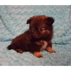 Zeer mooie schattig sociale Pomeriaan Dwergkees pups