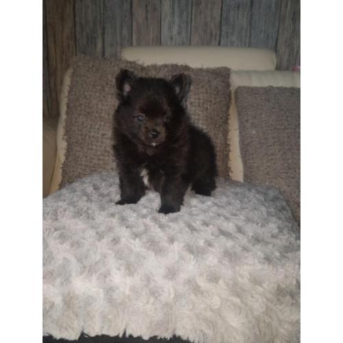 Super mooie pomchi s