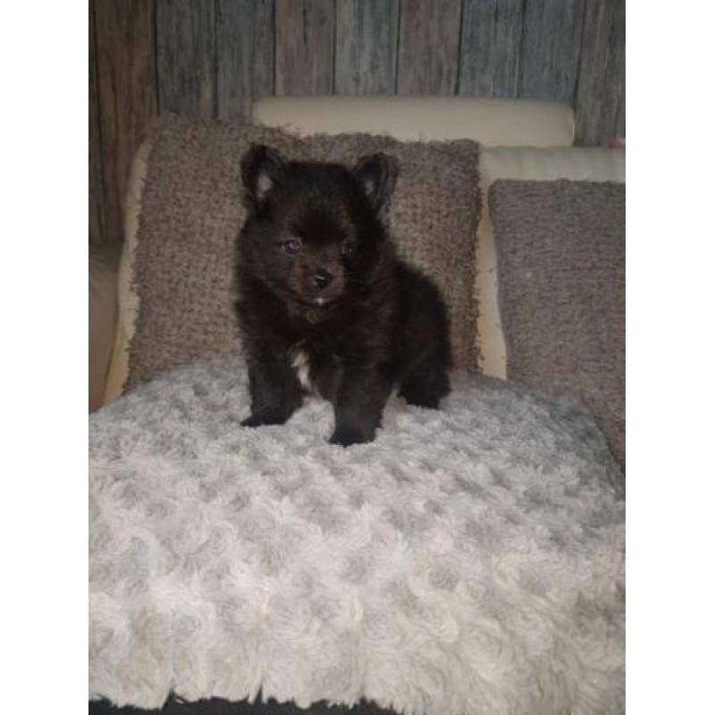 Super mooie pomchi s