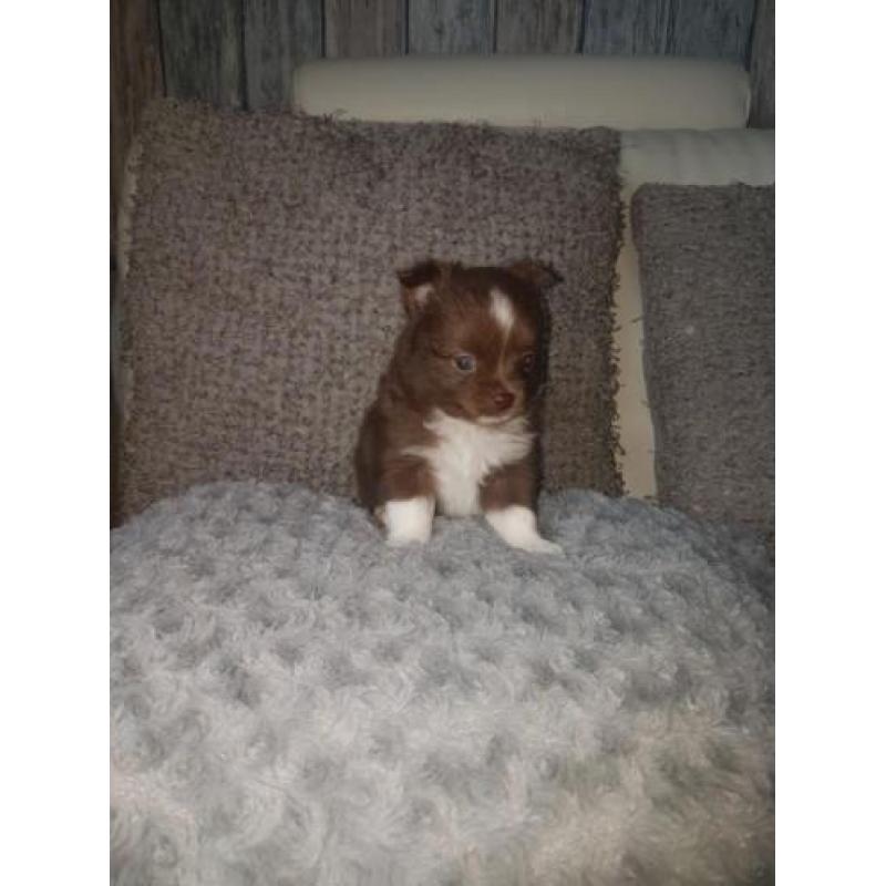 Super mooie pomchi s