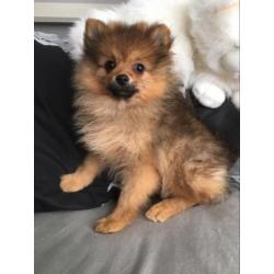 teefje dwergkees pomeranian pomeriaan