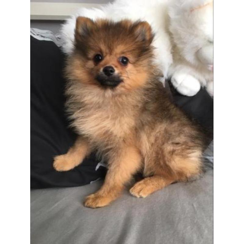 teefje dwergkees pomeranian pomeriaan