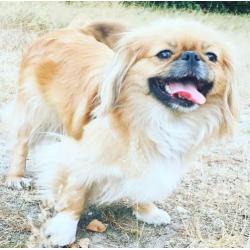Pekingees